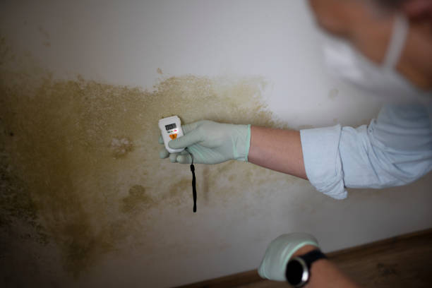 Home Mold Removal in Mansfield, TX