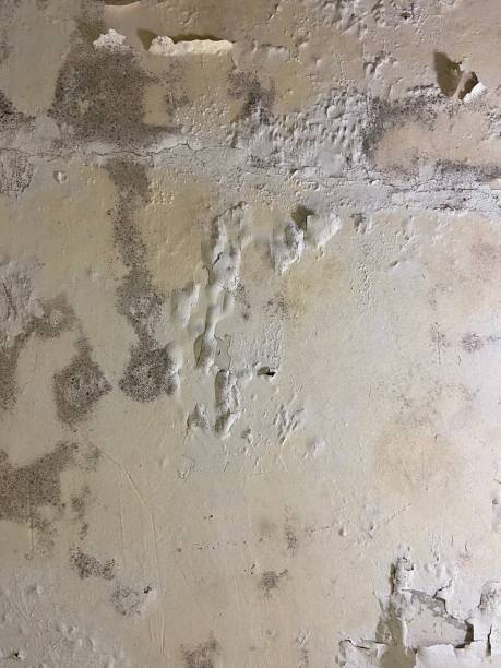 Best Mold Removal Specialists  in Mansfield, TX