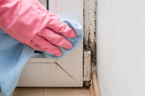 Best Mold Removal Company Near Me  in Mansfield, TX